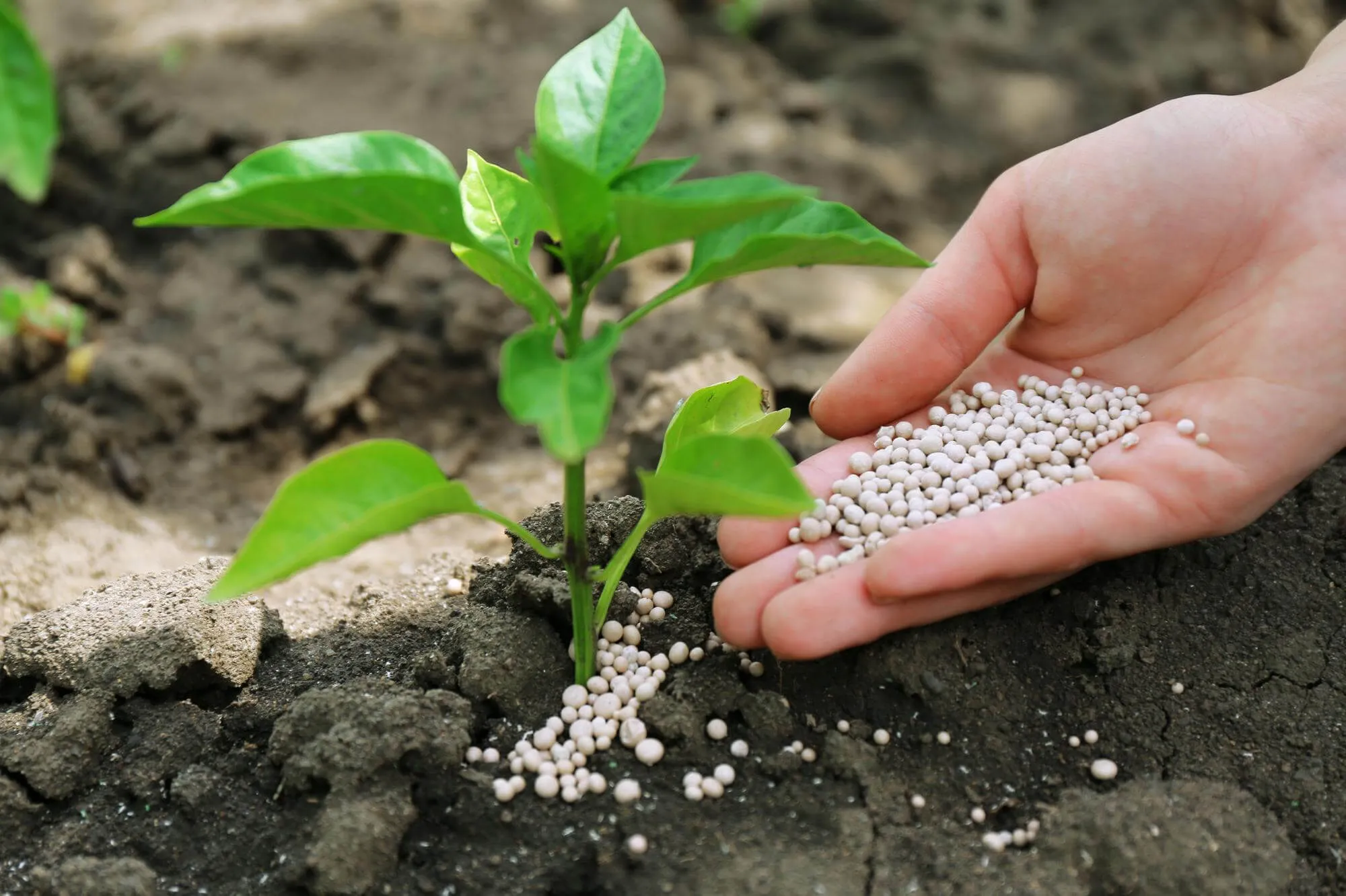 Fertilizer wholesaler